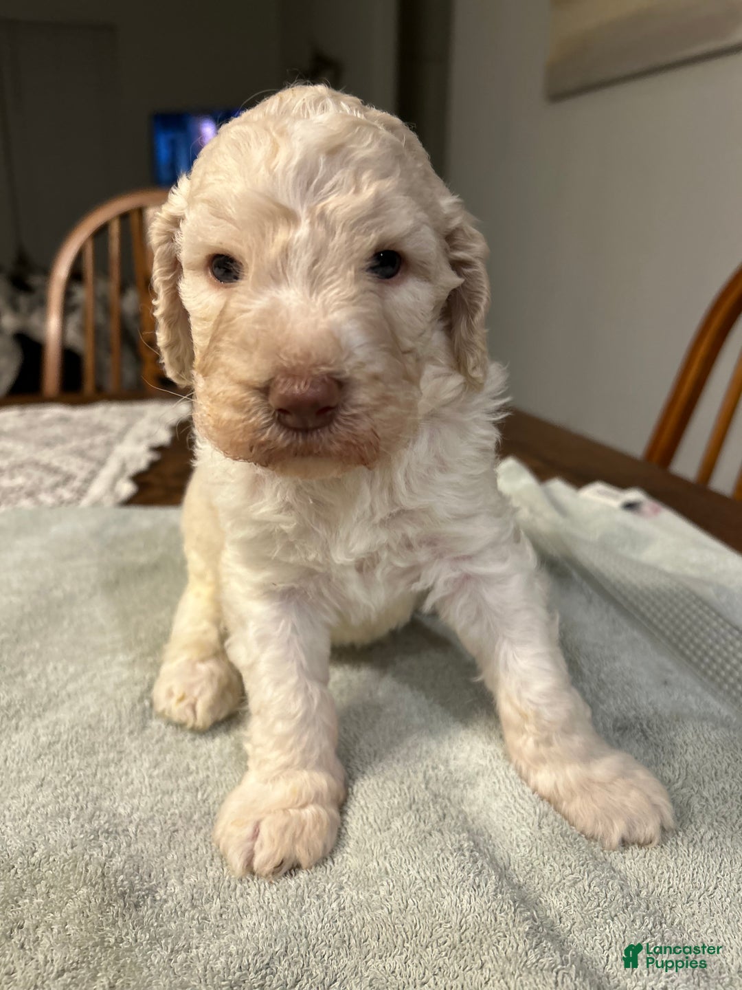 Standard Poodle dogs for sale: Colt - Ad 1