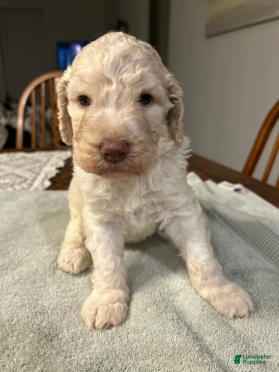 Standard Poodle dogs for sale: Colt - Ad 1