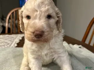 Standard Poodle dogs Colt - Ad 2