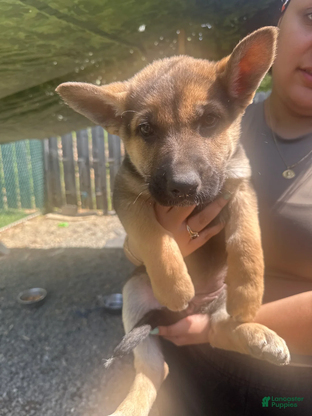 German Shepherd dogs for sale: German Shepherd Puppy 5 - Ad 1