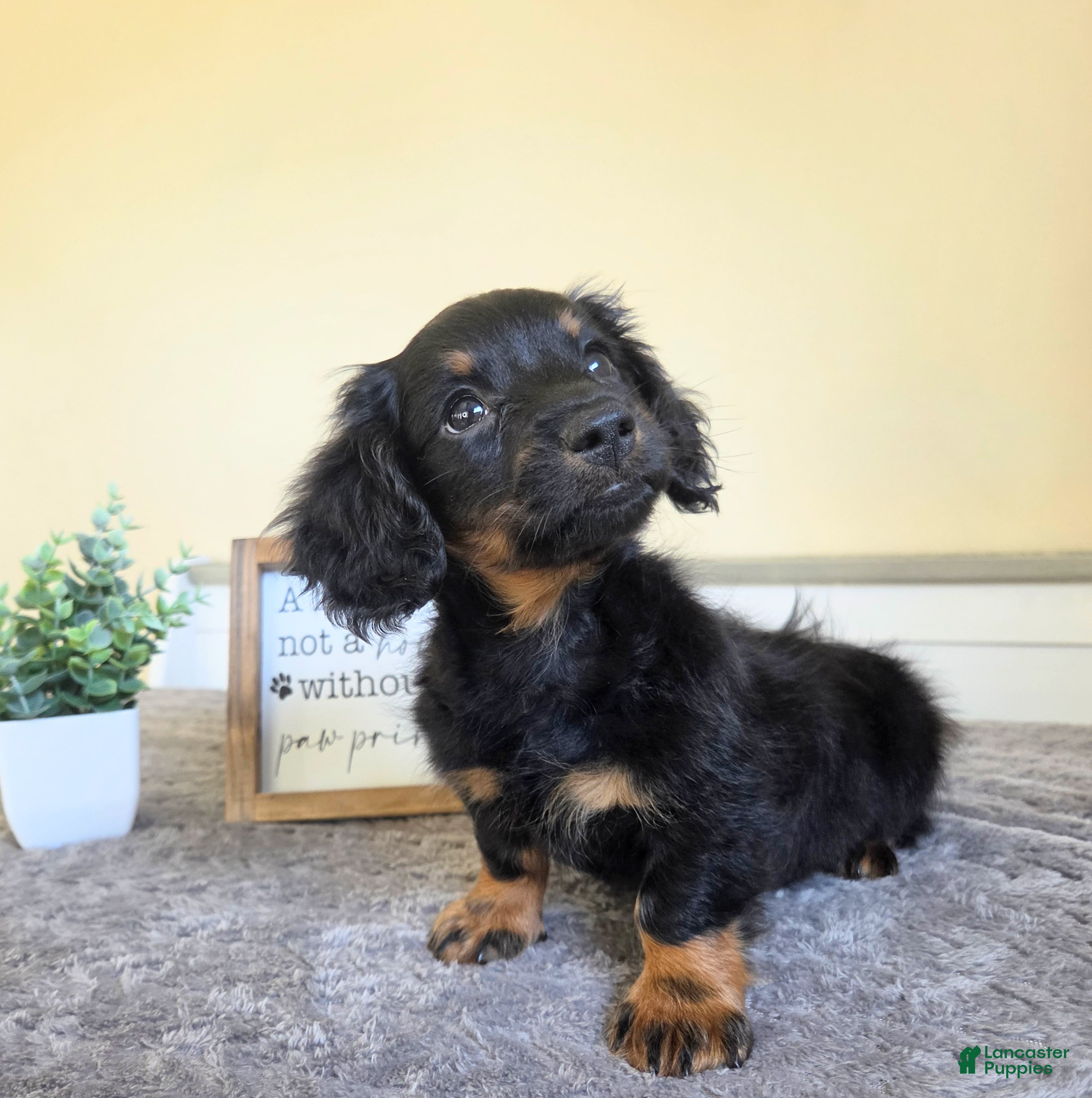 Miniature Dachshund dogs Mocha- AKC - Ad 30