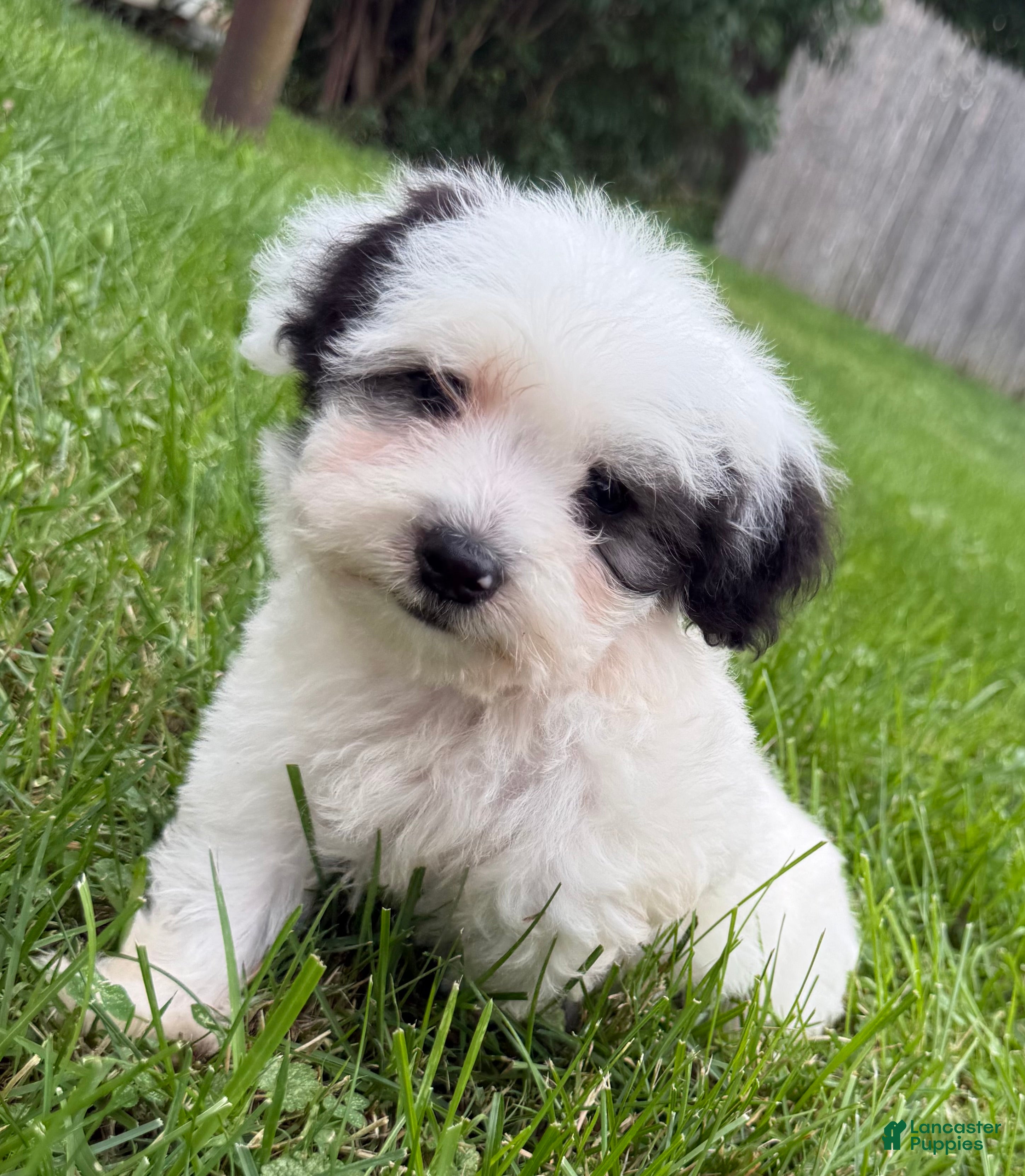 Miniature Poodle dogs Otto - Ad 1