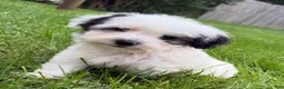 Miniature Poodle dogs for sale: Otto - Ad 1