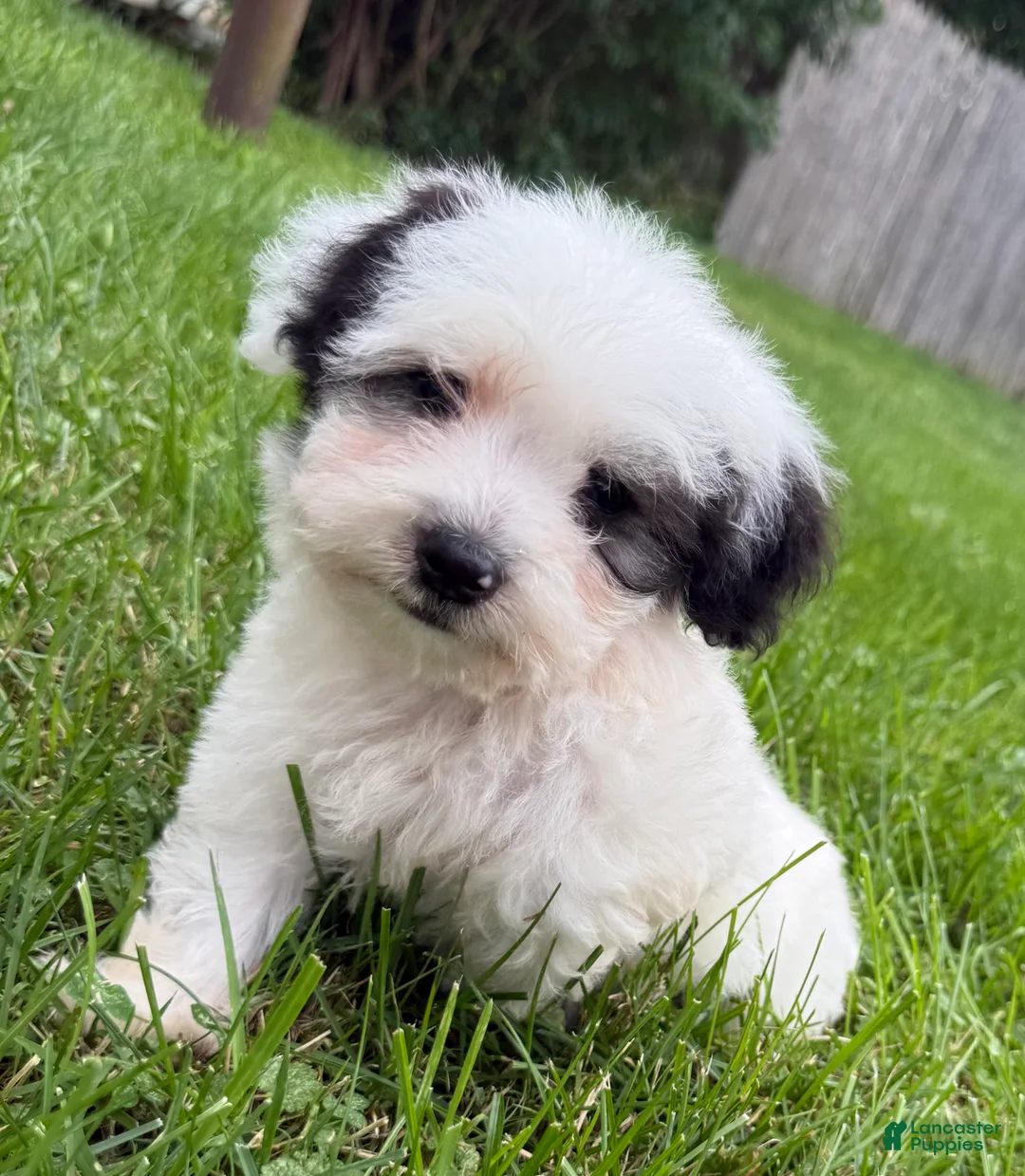 Miniature Poodle dogs for sale: Otto - Ad 1
