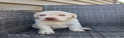 Labrador Retriever dogs for sale: Snow white  - Ad 2