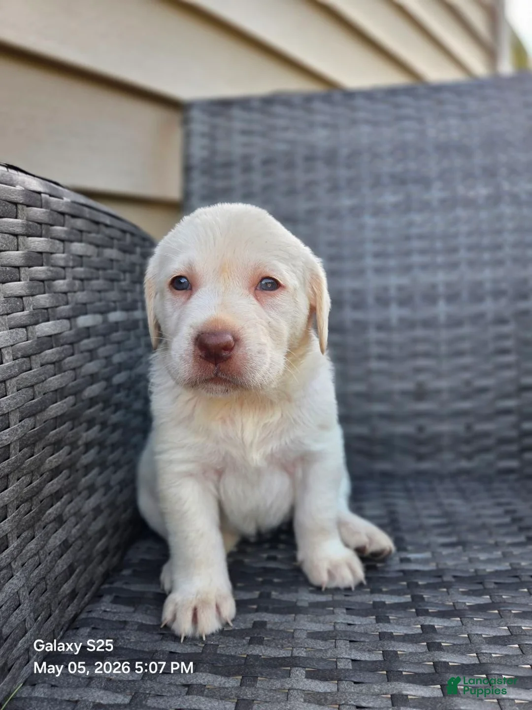 Labrador Retriever dogs for sale: Snow white  - Ad 2