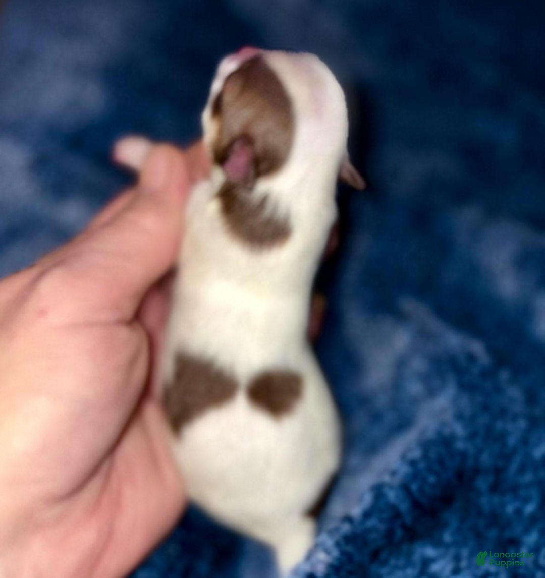 Pomeranian dogs for sale: Nash - Ad 3