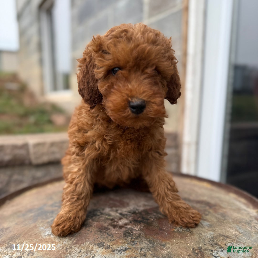Irish Doodle dogs for sale: Fancy - Ad 6