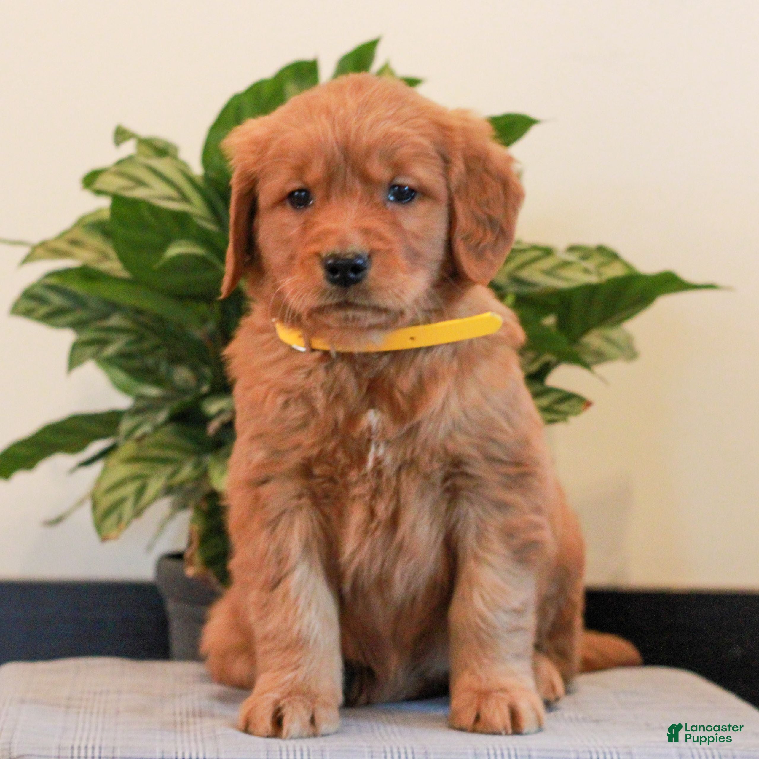 Golden Retriever dogs Jewel  - Ad 2