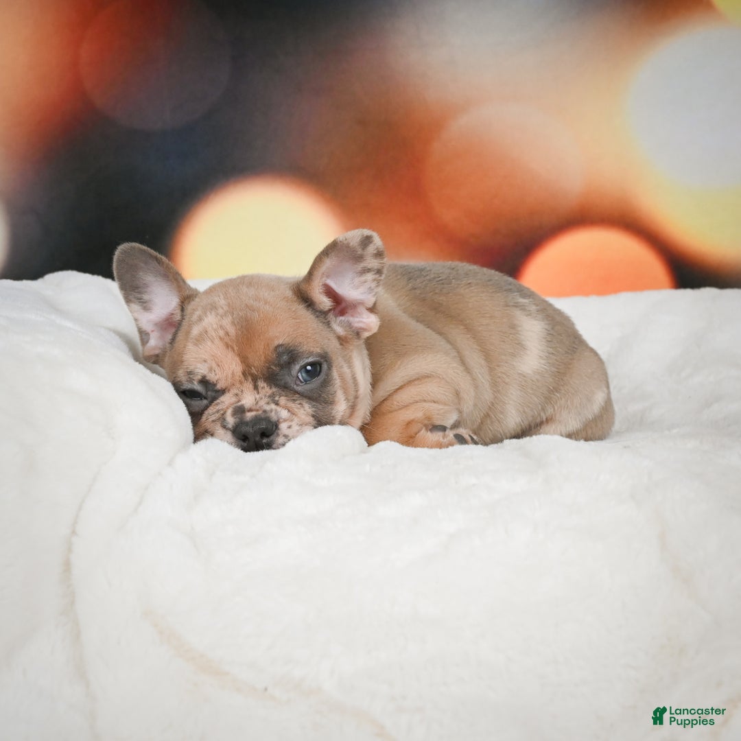 French Bulldog dogs for sale: Gus - Ad 7