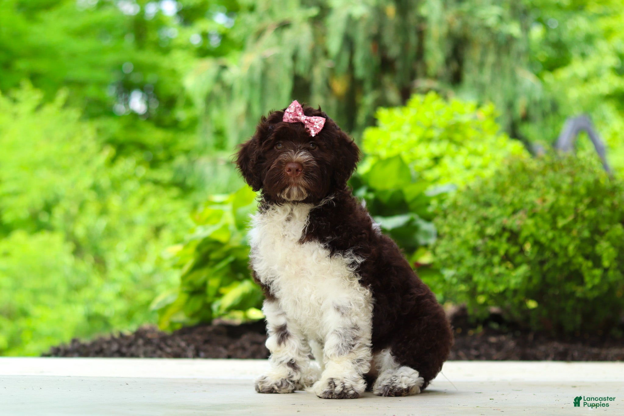 Portuguese Water Dog dogs Lily - Ad 1