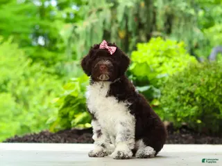 Portuguese Water Dog dogs for sale: Lily - Ad 1