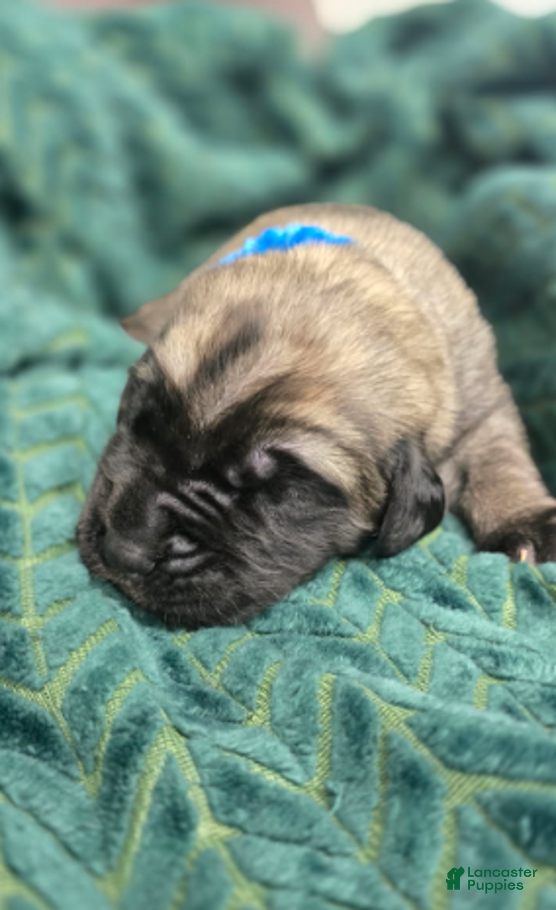 English Mastiff dogs for sale: Clark - Ad 4