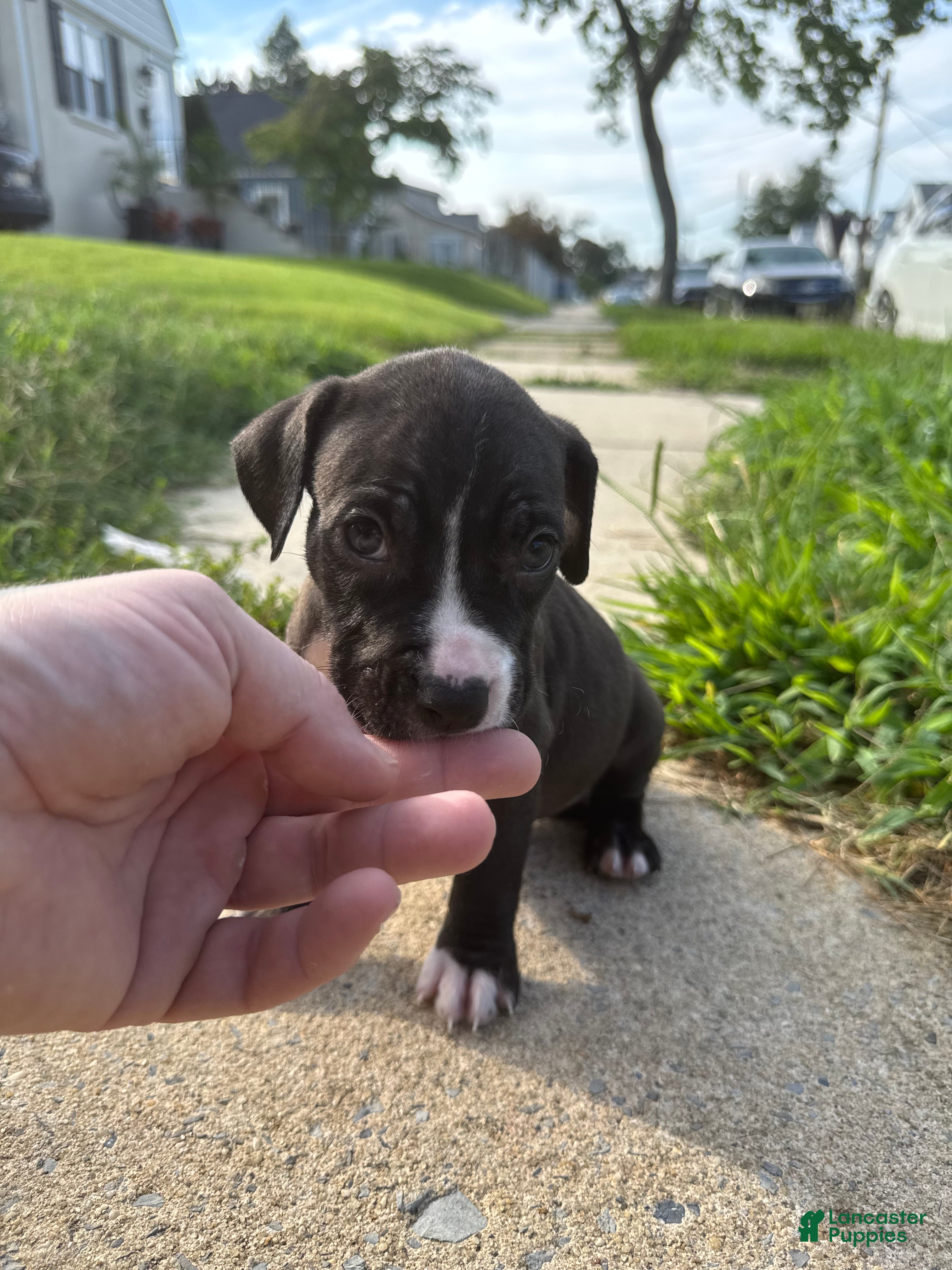American Bully dogs Flash  - Ad 11