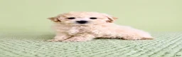 Bichon Frise dogs for sale: Barry - Ad 4