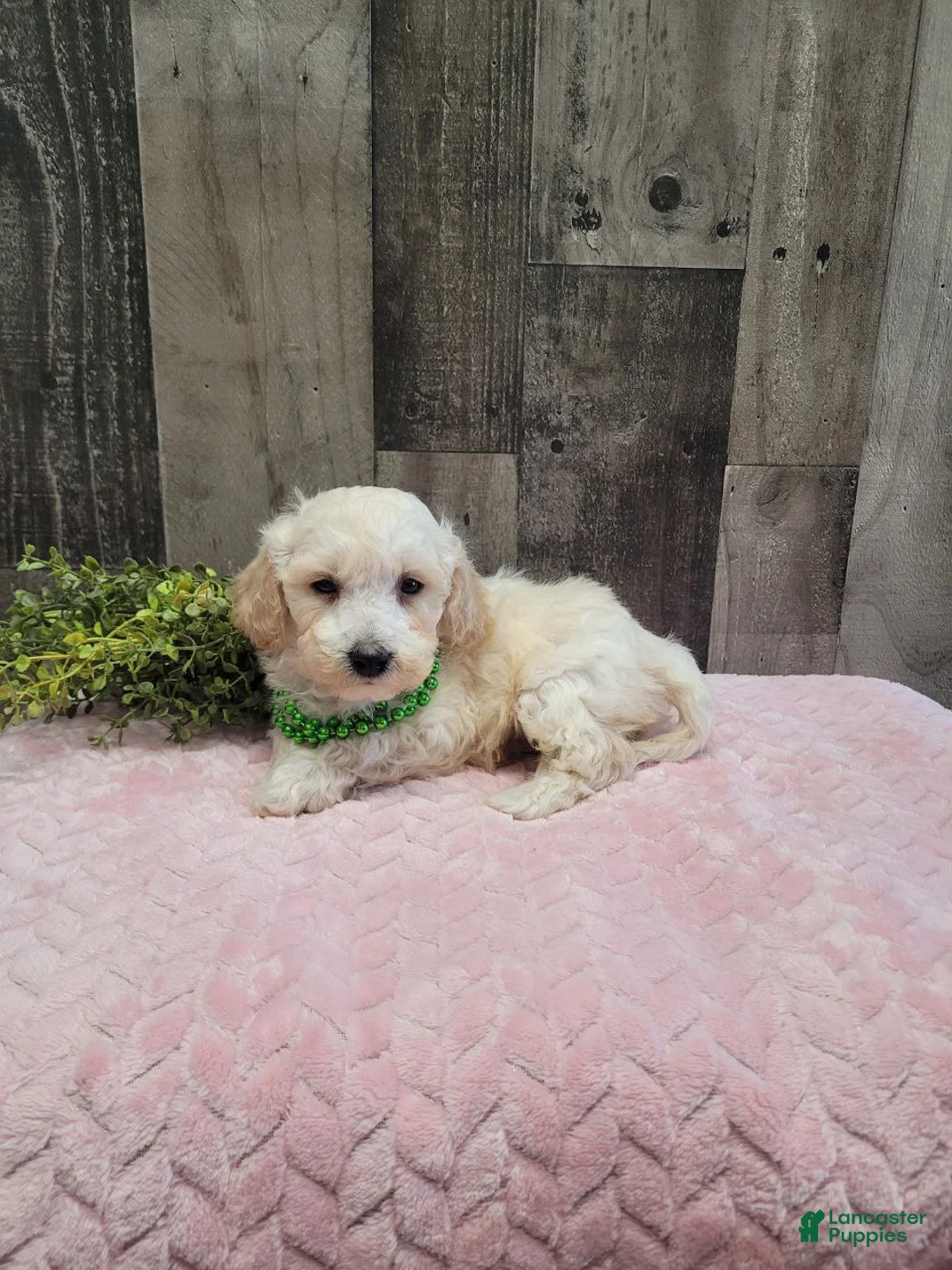 Bichpoo dogs for sale: Teddy - Ad 7
