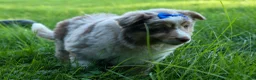 Miniature Australian Shepherd dogs for sale: LUCKY - Ad 2