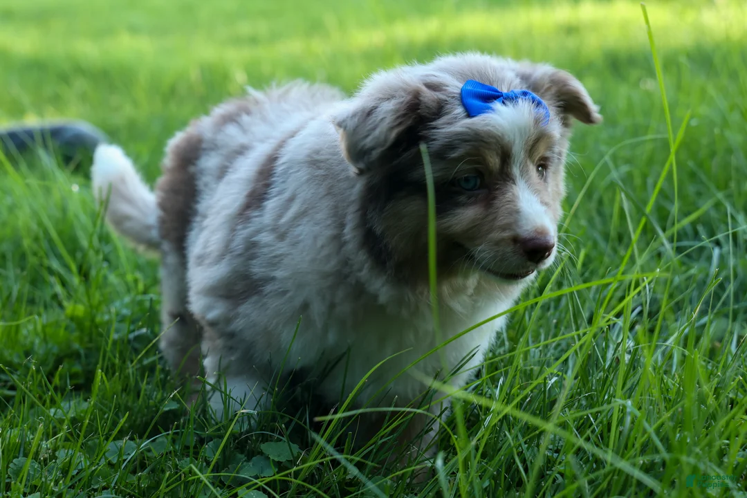Miniature Australian Shepherd dogs for sale: LUCKY - Ad 2