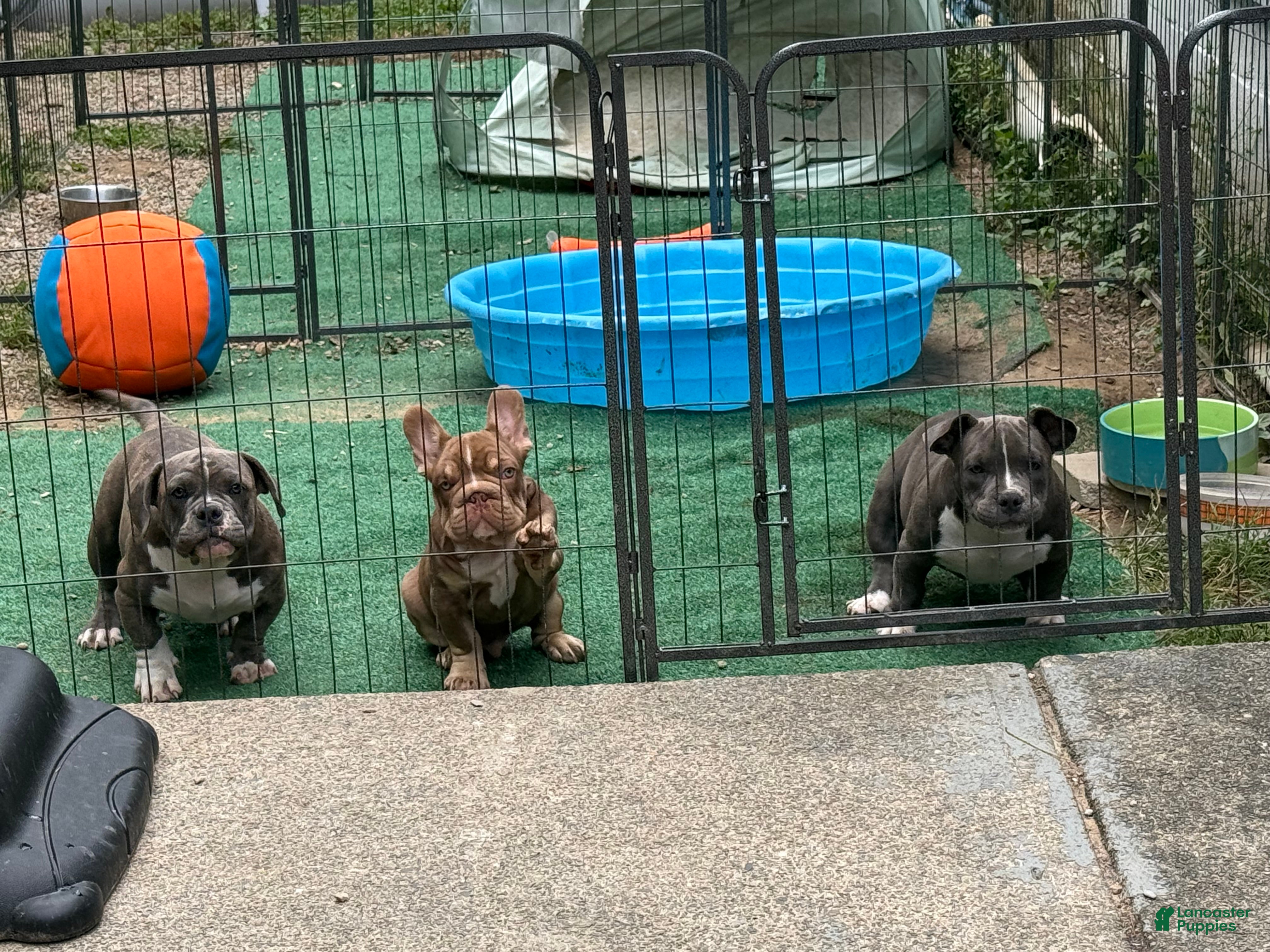 American Bully dogs for sale: Antie Mae - Ad 2