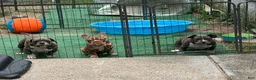 American Bully dogs for sale: Antie Mae - Ad 2