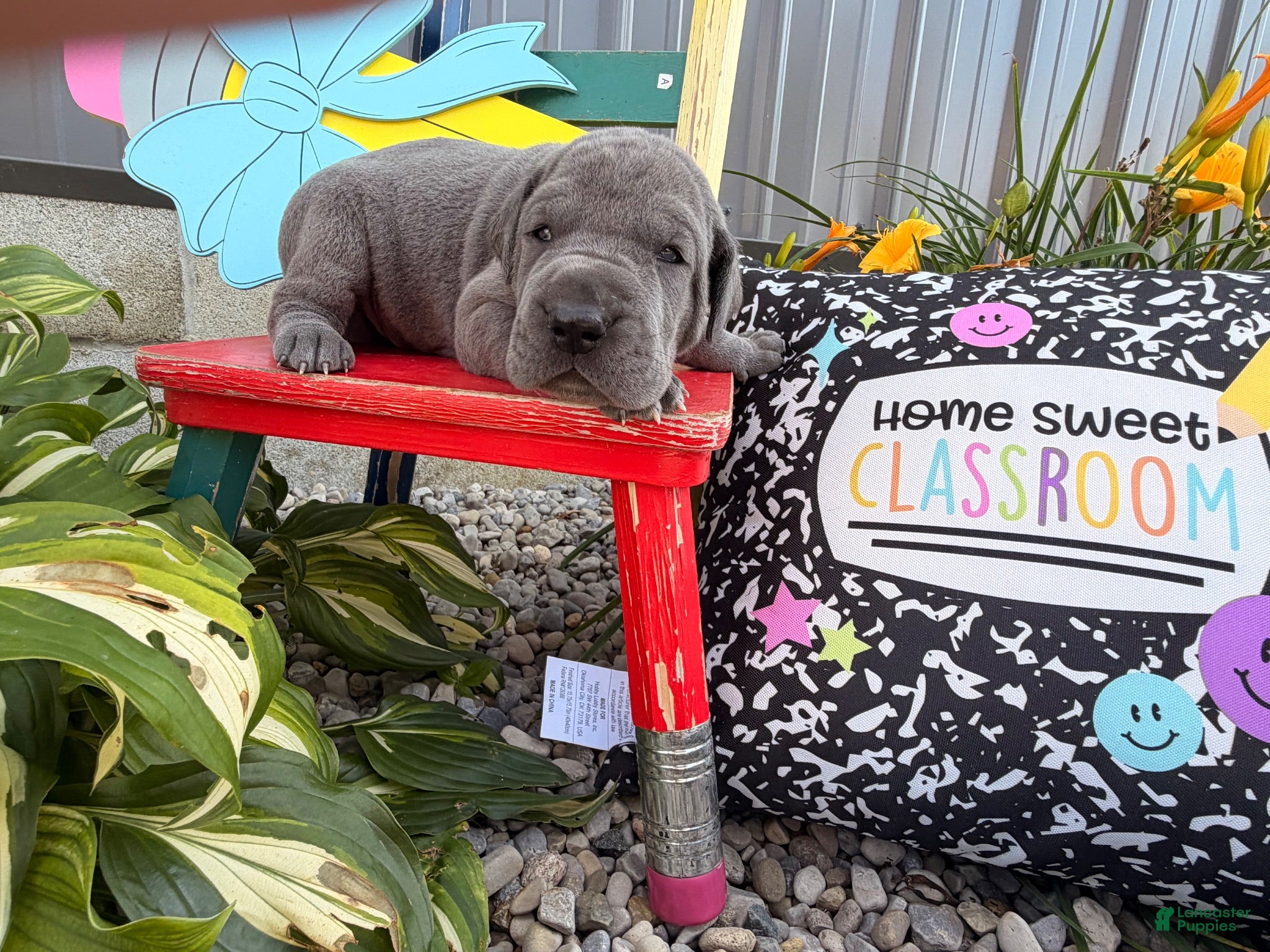 Great Dane dogs Larson  - Ad 2