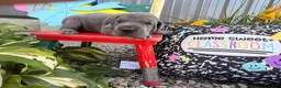 Great Dane dogs for sale: Larson  - Ad 2