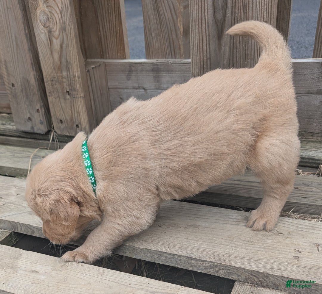 Golden Retriever dogs for sale: Finn - Ad 3