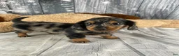 Miniature Dachshund dogs for sale: Molly - Ad 7