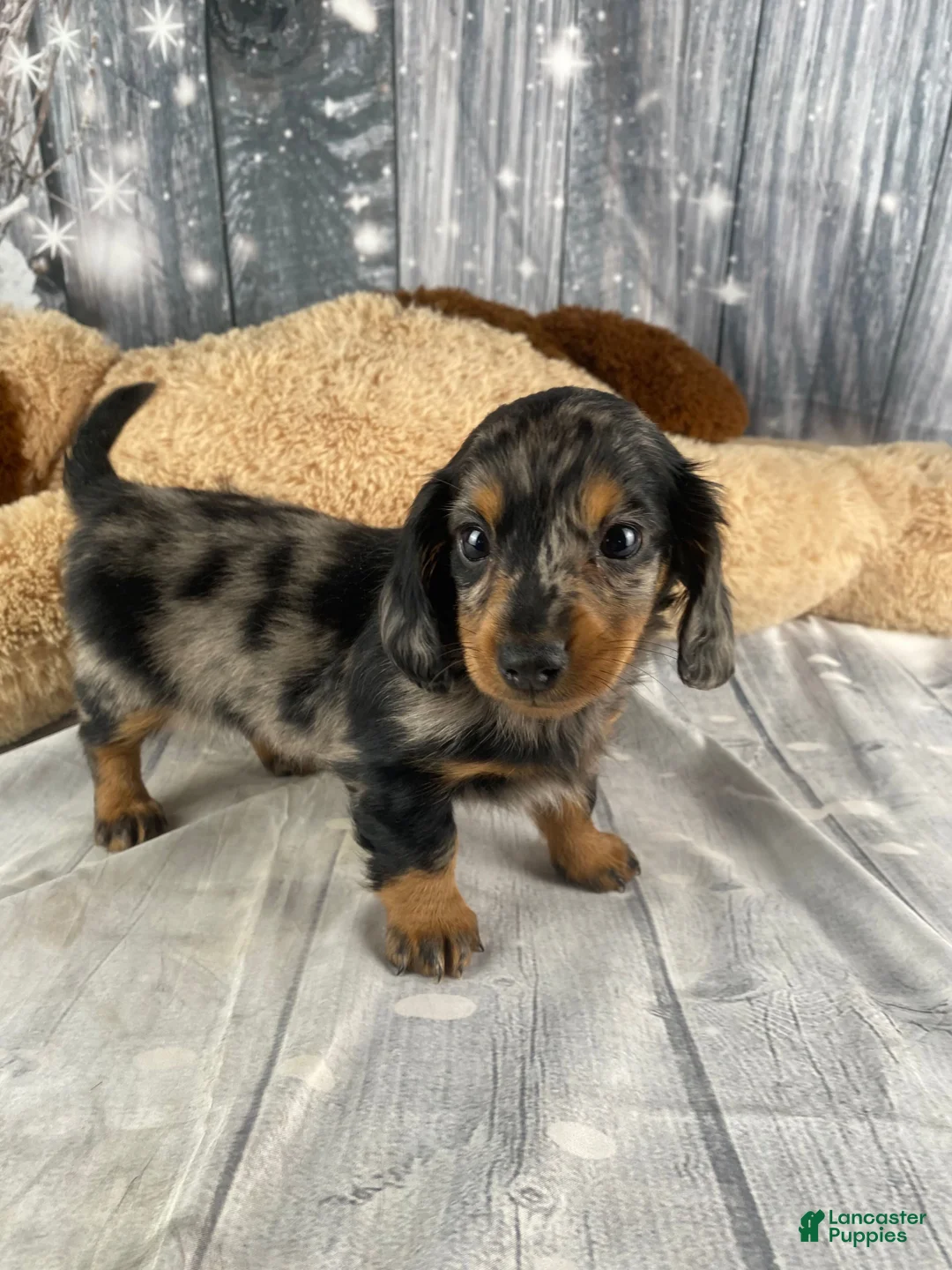 Miniature Dachshund dogs for sale: Molly - Ad 7