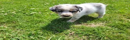 Mixed Breed dogs for sale: John - Ad 1