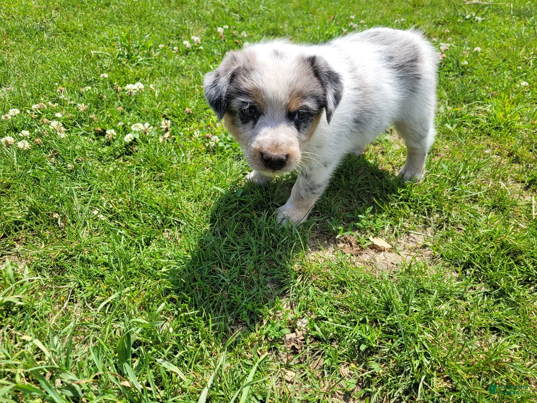 Mixed Breed dogs for sale: John - Ad 1