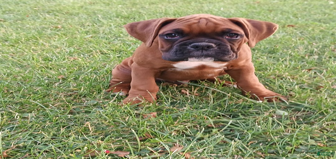 Gallery Image {{count}}