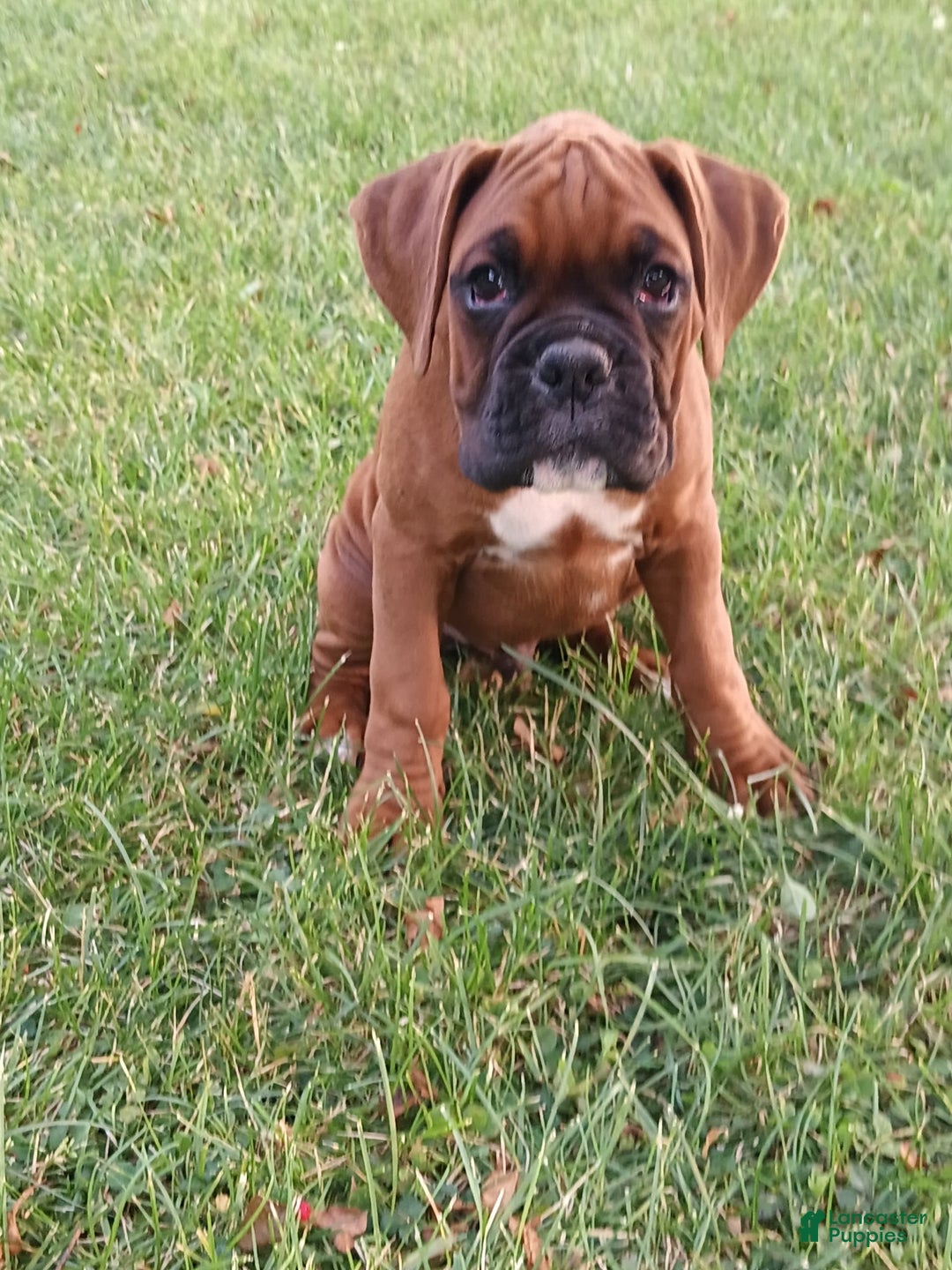 Gallery Image {{count}}