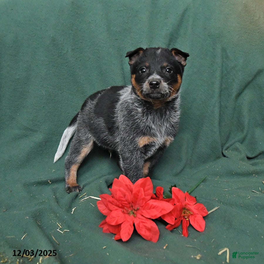 Australian Cattle Dog dogs Oscar - Ad 6