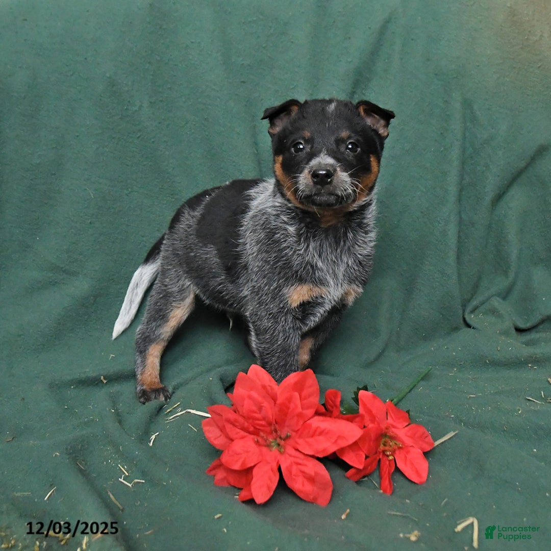 Australian Cattle Dog dogs for sale: Oscar - Ad 1