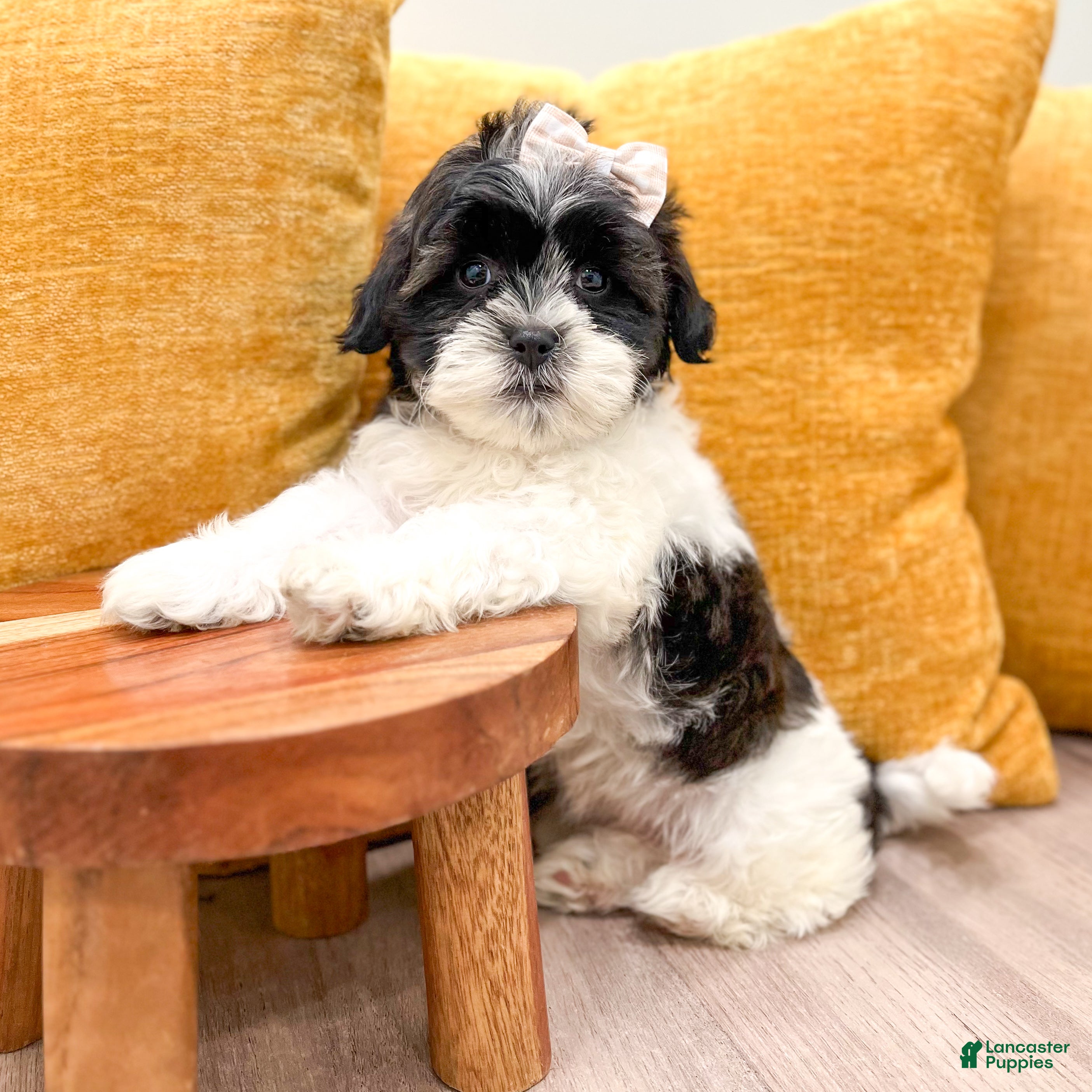 Shihpoo dogs Muffin - Ad 2