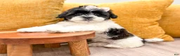 Shihpoo dogs for sale: Muffin - Ad 2