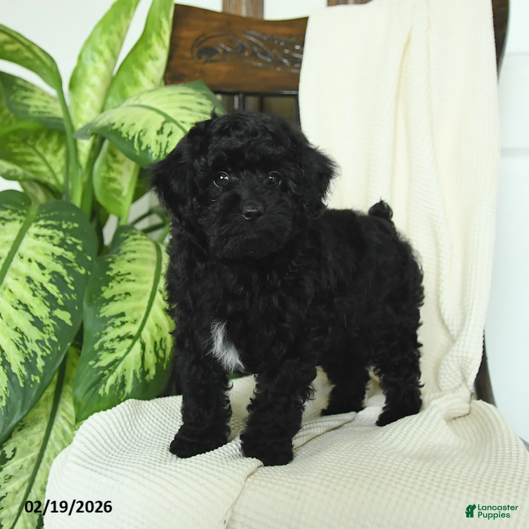Miniature Poodle dogs for sale: Skipper - Ad 3