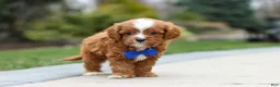 Cavapoo dogs for sale: Archie - Ad 9