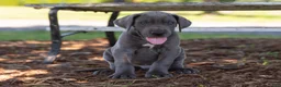 Great Dane dogs for sale: Axel - Ad 5