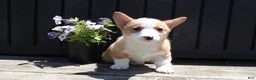 Welsh Corgi Pembroke dogs for sale: Seth - Ad 4