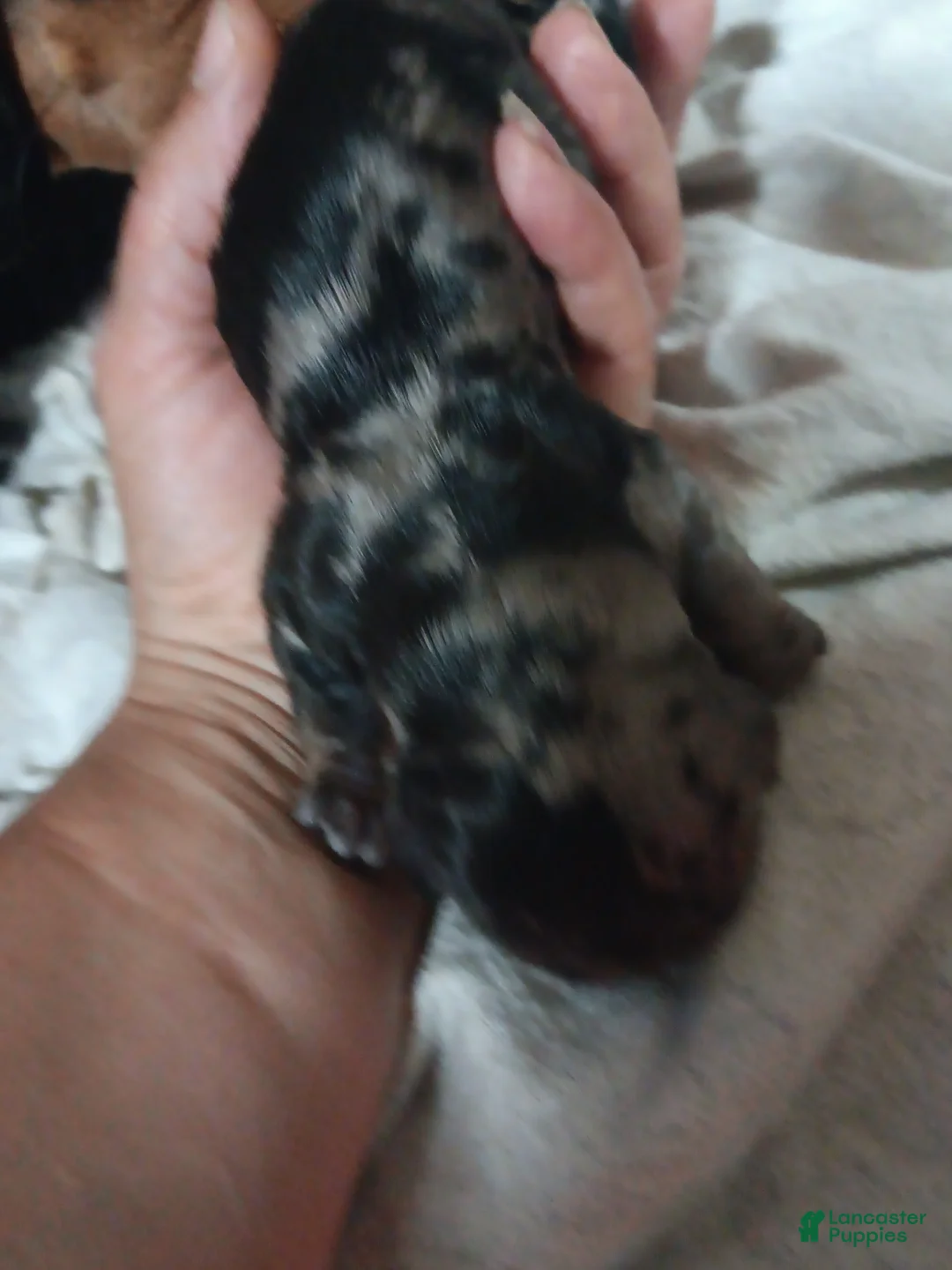Miniature Dachshund dogs for sale: Poppyseed  - Ad 1