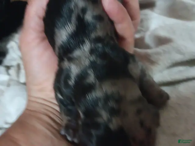 Miniature Dachshund dogs for sale: Poppyseed - Ad 1