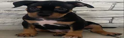American Bully dogs for sale: American Bully 1 - Ad 1