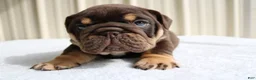 English Bulldog dogs for sale: Bucky - Ad 11