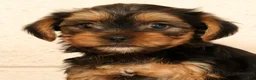 Yorkshire Terrier dogs for sale: Autumn - Ad 9