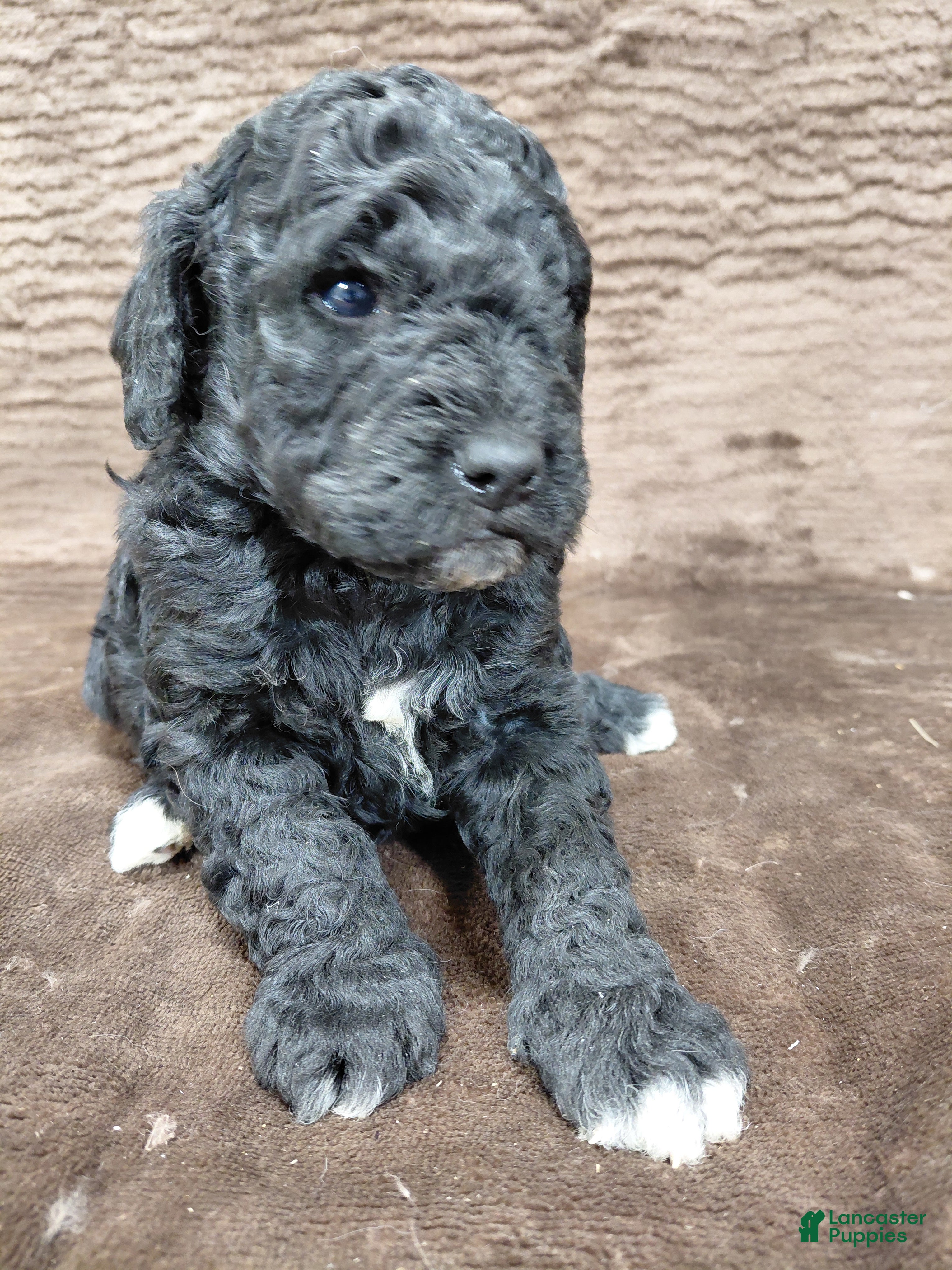 Mini Bernedoodle dogs Atlas - Ad 19