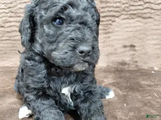 Mini Bernedoodle dogs Atlas - Ad 19