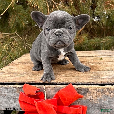 French Bulldog dogs Finley - Ad 8