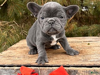 French Bulldog dogs Finley - Ad 19